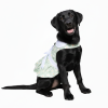 Doggie Design Mint Green Daisy Dog Dress Harness Matching Leash Set