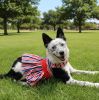 Doggie Design Patriotic Dog Dress Stars Stripes Harness Matching Leash