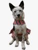 Doggie Design Patriotic Dog Dress Stars Stripes Harness Matching Leash